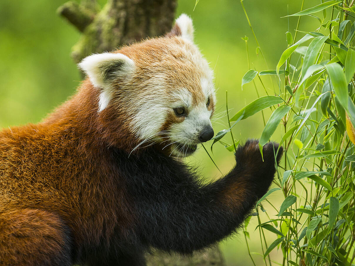 Roter Panda frisst Bambus © Ola Jennersten