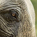 Asiatischer Elefant © Julia Thiemann / WWF
