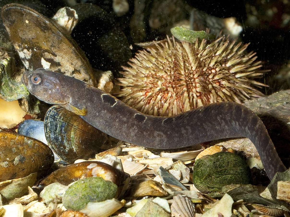 Butterfische halten sich gern an Muschelbänken auf © IMAGO / blickwinkel Butterfische halten sich gern an Muschelbänken auf © IMAGO / blickwinkel