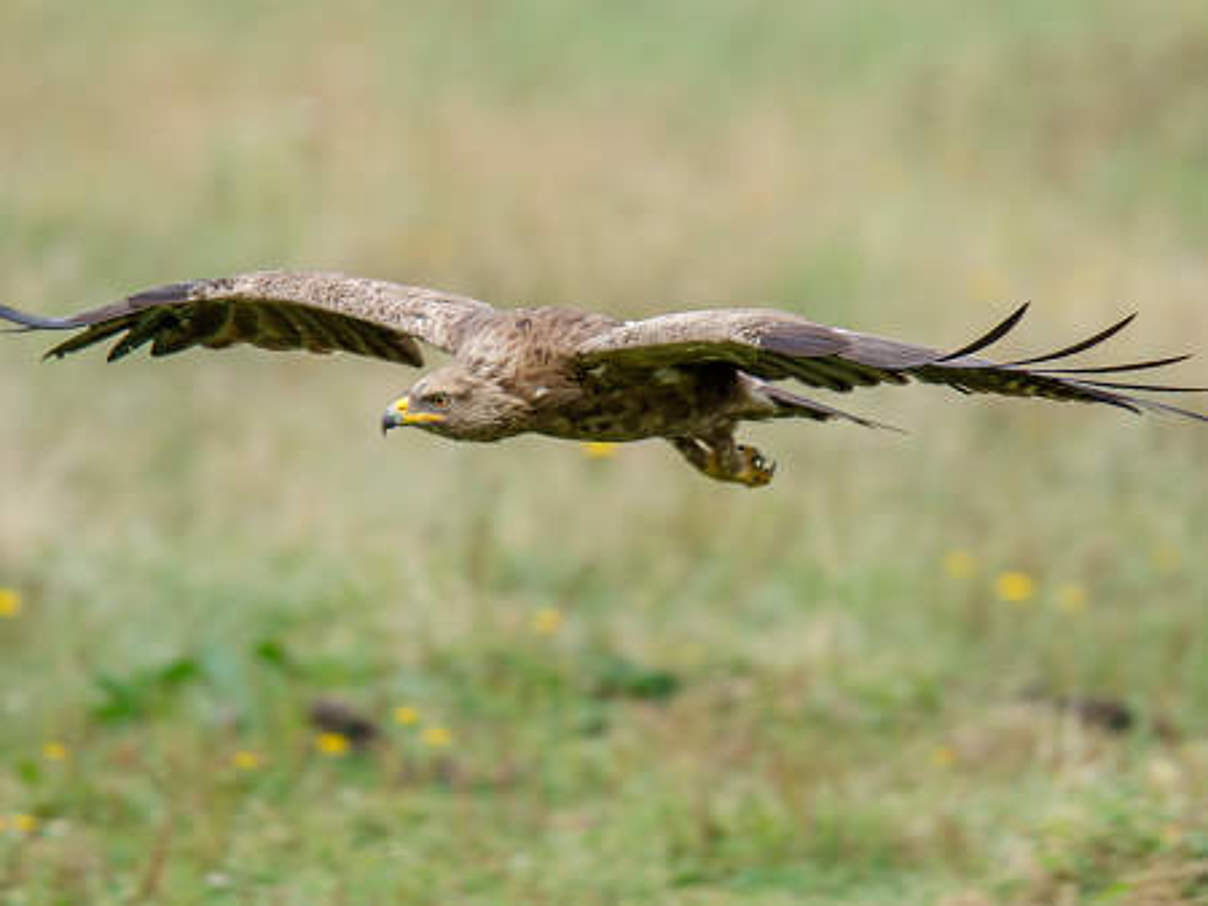 Schreiadler © iStock / GettyImages Schreiadler © iStock / GettyImages
