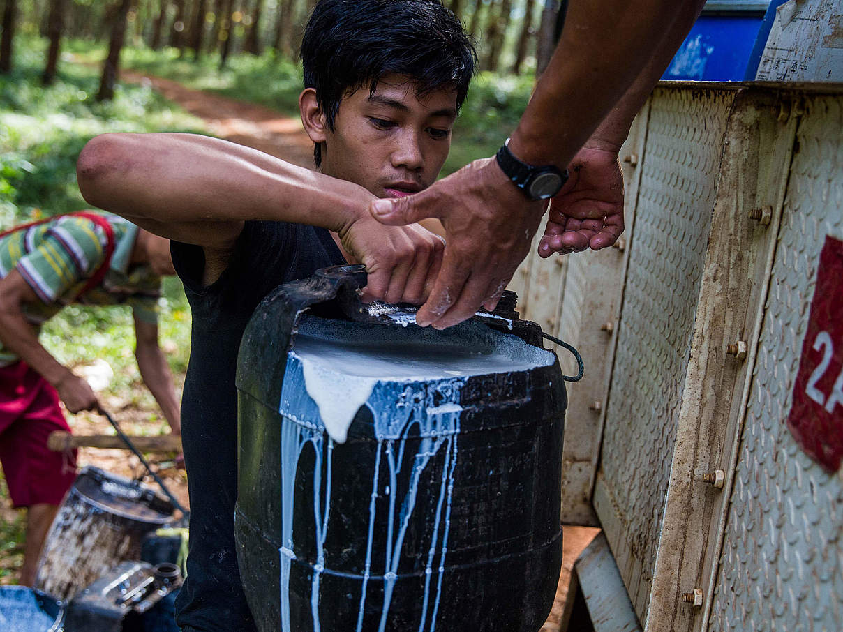 Gummilatex verladen © Hkun Lat / WWF Myanmar Gummilatex verladen © Hkun Lat / WWF Myanmar