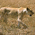 Löwe in der Savanne Kenias © Deborah Gainer / WWF US