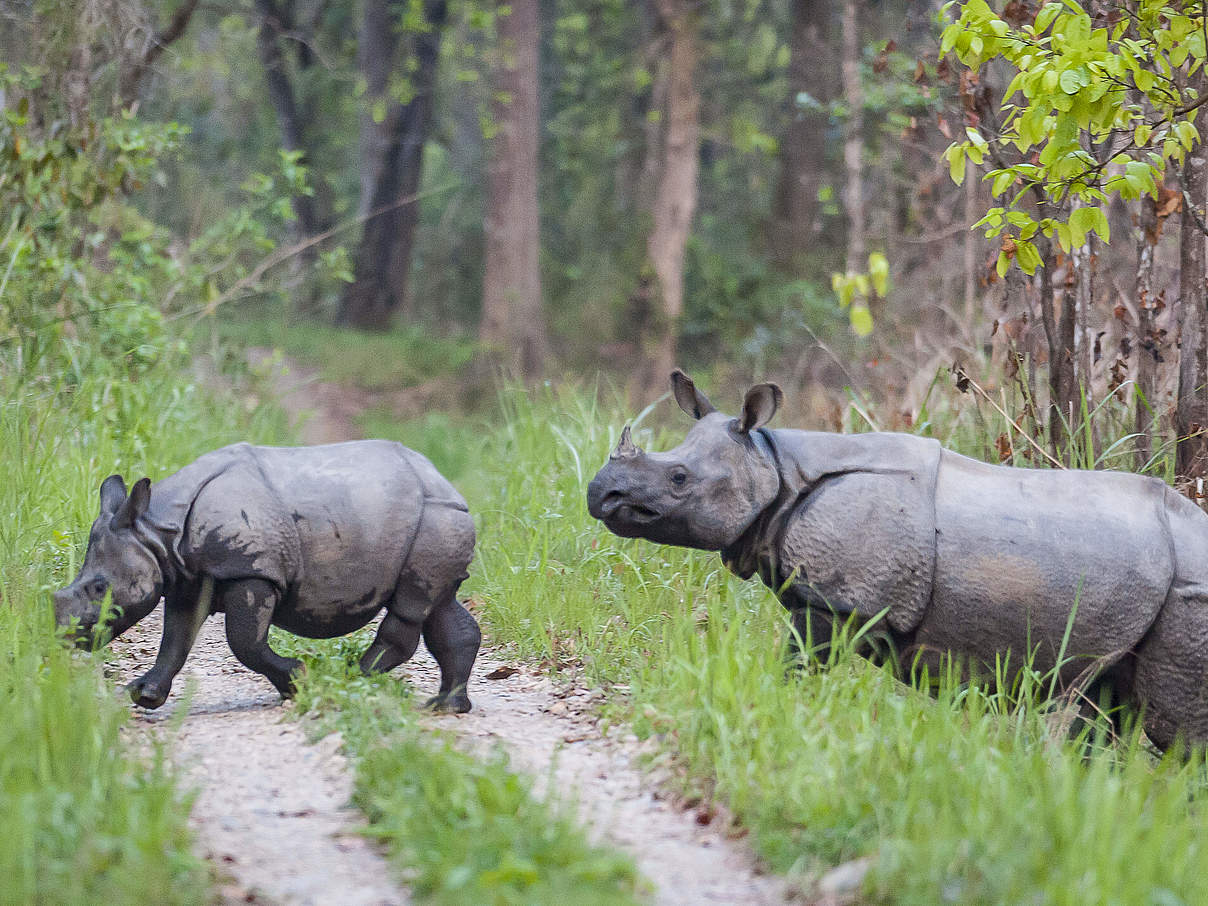 Panzernashorn mit Kalb im Chitwan-Nationalpark © Ola Jennersten / WWF Sweden Panzernashorn mit Kalb im Chitwan-Nationalpark © Ola Jennersten / WWF Sweden
