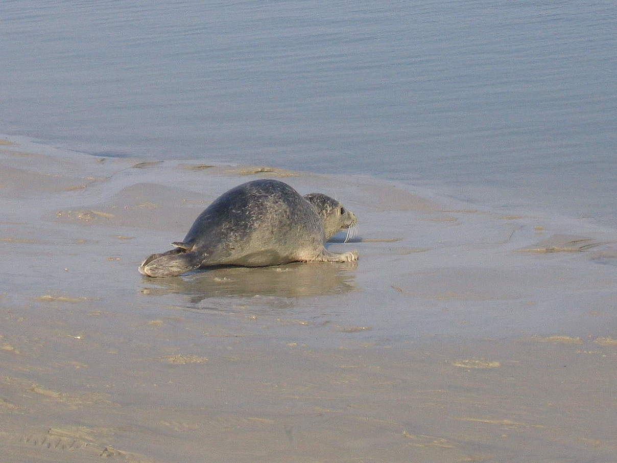 Raupenartige Fortbewegung eines Seehunds an Land. © Katrin Wollny-Goerke Raupenartige Fortbewegung eines Seehunds an Land. © Katrin Wollny-Goerke