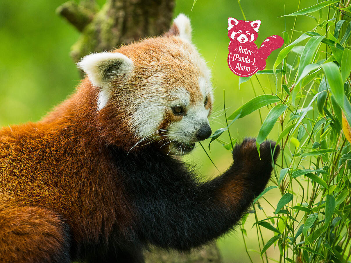 Roter Panda © Ola Jennersten