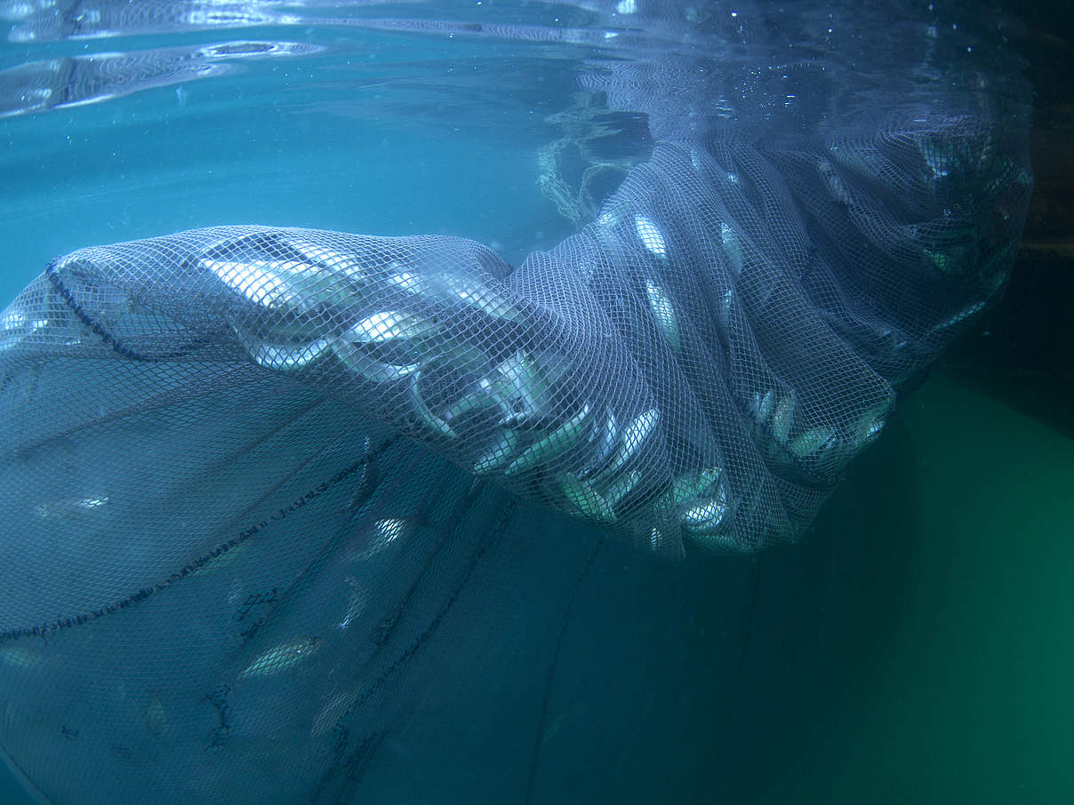 Fische im Netz © mgokalp / iStock GettyImages Fische im Netz © mgokalp / iStock GettyImages