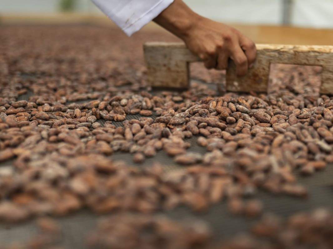 Die Kakaobohnen werden zur Weiterverarbeitung vorbereitet © Gabriel Vanerio / WWF Ecuador Die Kakaobohnen werden zur Weiterverarbeitung vorbereitet © Gabriel Vanerio / WWF Ecuador