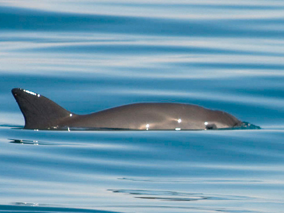 Vaquita Mexiko © Thomas A. Jefferson / VIVA Vaquita Vaquita Mexiko © Thomas A. Jefferson / VIVA Vaquita