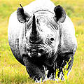 Vom Aussterben bedroht: Spitzmaulnashorn © iStock / Getty Images