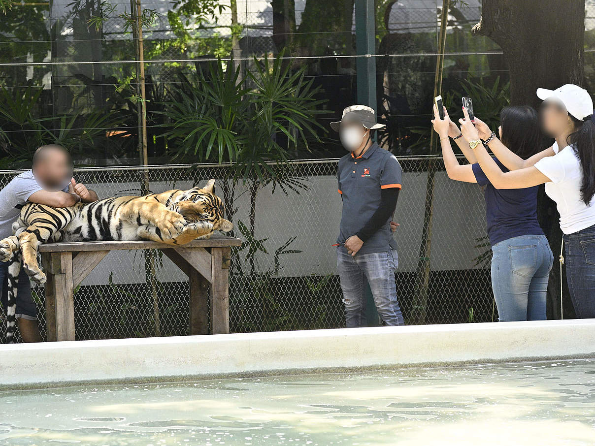 Touristen machen Selfies mit Tigern in Pattaya in Thailand © Gordon Congdon