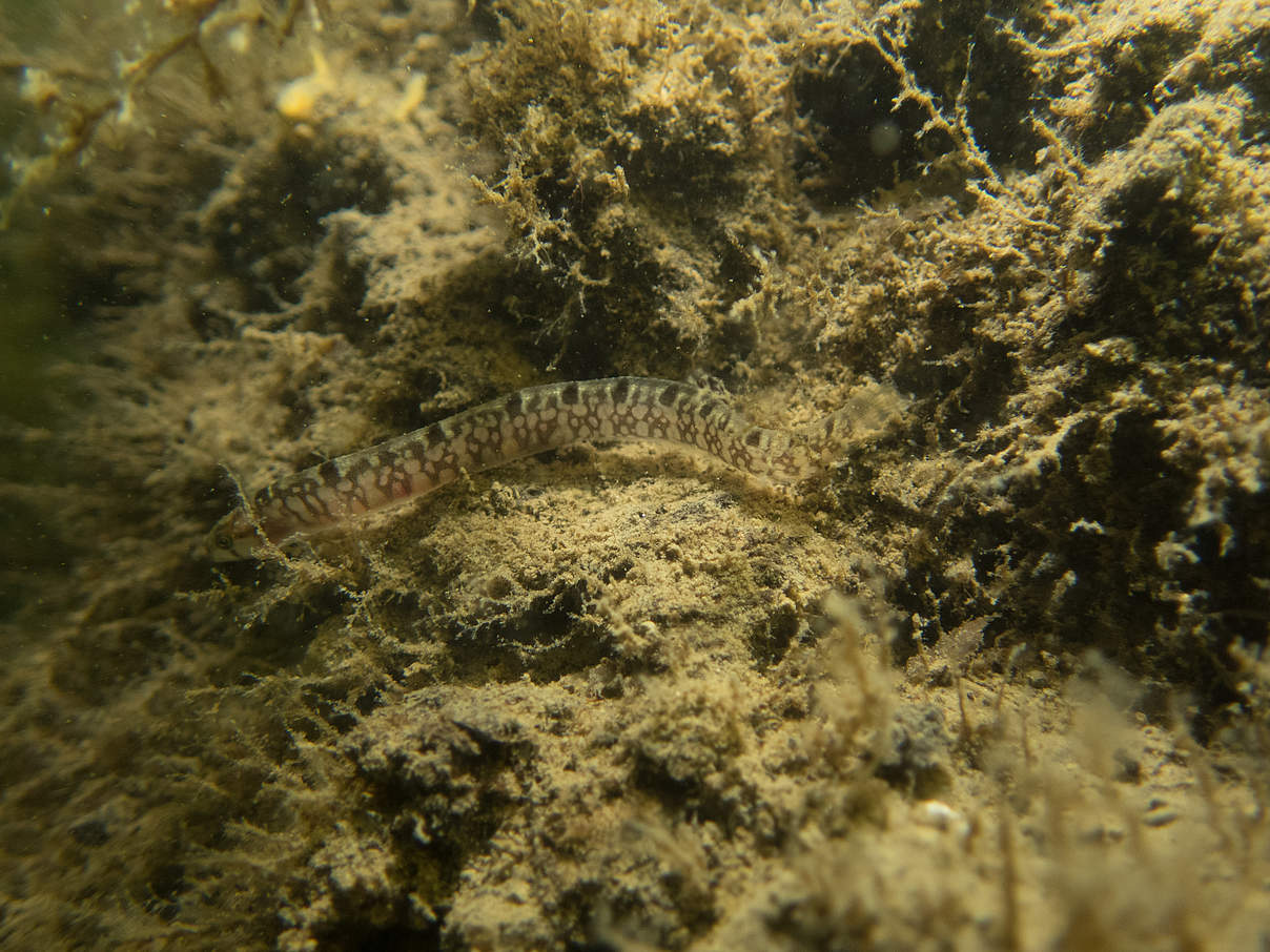 Ein kleiner Fisch, der typisch für den Nationalpark und das Weltnaturerbe Wattenmeer ist. © Michael Reiter Ein kleiner Fisch, der typisch für den Nationalpark und das Weltnaturerbe Wattenmeer ist. © Michael Reiter