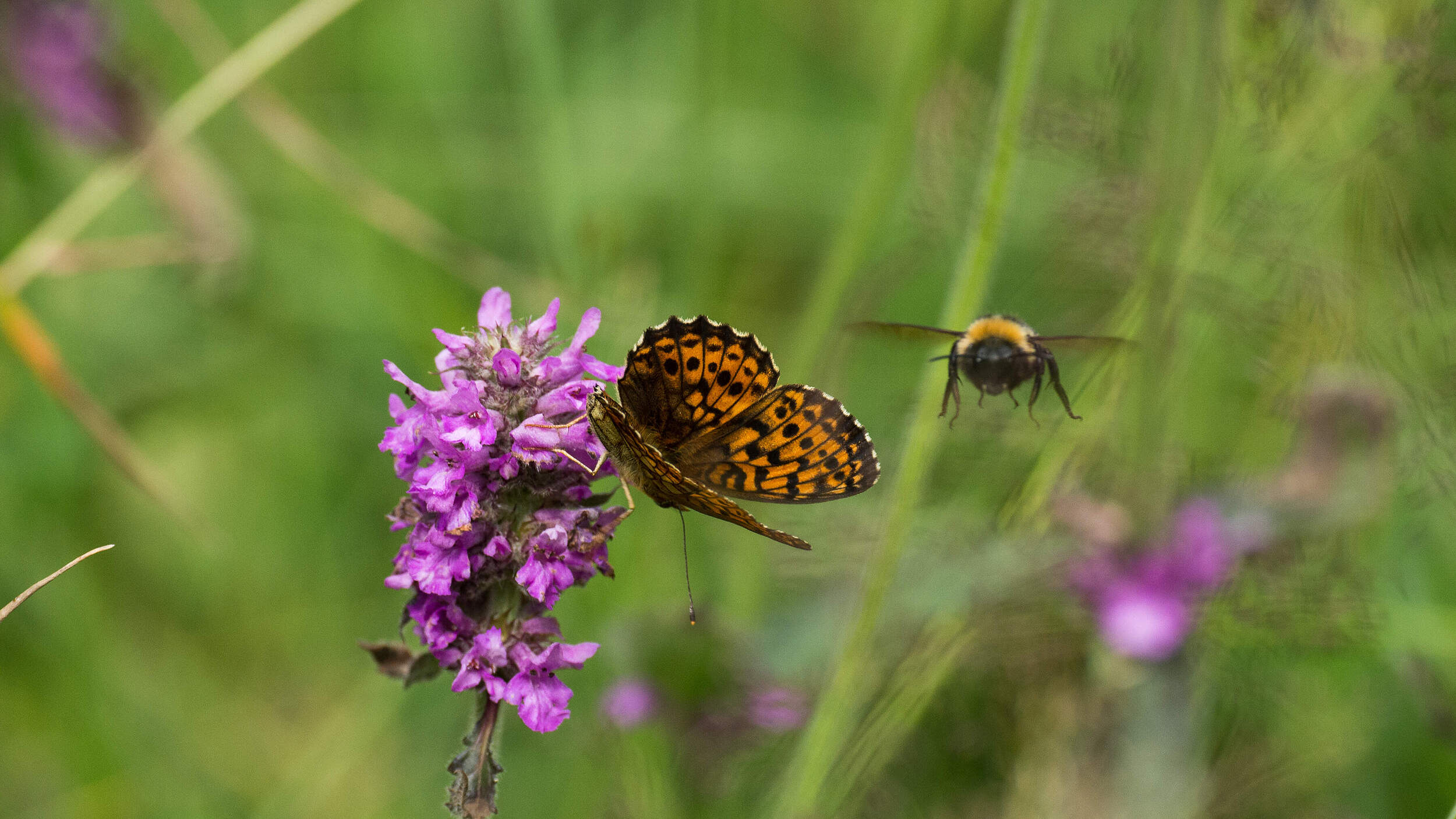 Schmetterling und Hummel © Ralph Frank / WWF