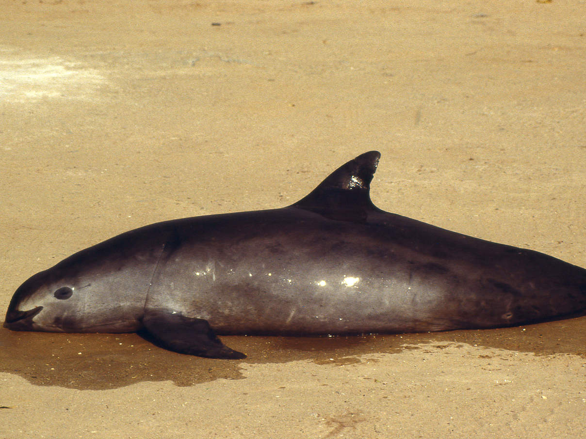 Vaquita © Omar Vidal / WWF Vaquita © Omar Vidal / WWF