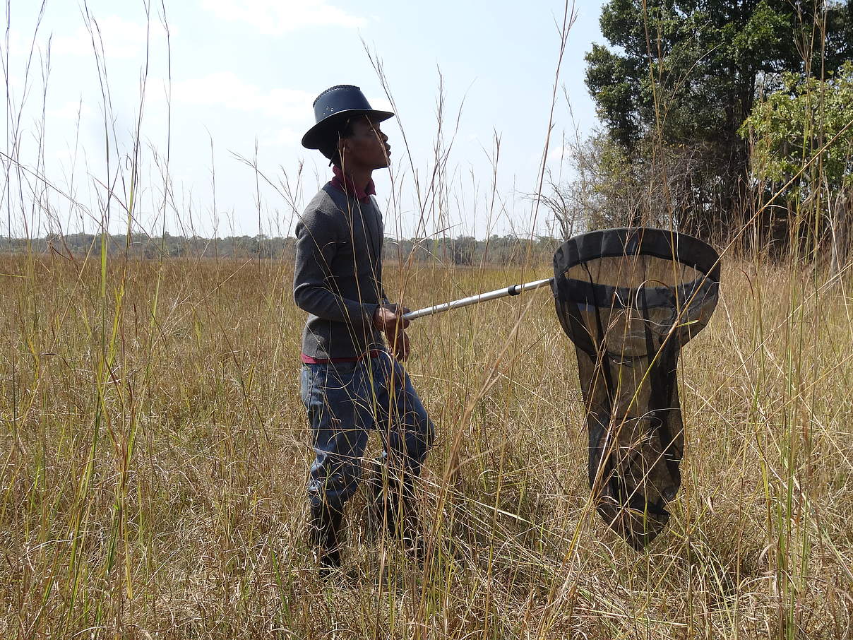 Shadrach Mwaba beim Sammeln von Felddaten für sein Bachelor-of-Science-Forschungsprojekt im Kasanka-Nationalpark © Lufeyo Zimba / Copperbelt University Shadrach Mwaba beim Sammeln von Felddaten für sein Bachelor-of-Science-Forschungsprojekt im Kasanka-Nationalpark © Lufeyo Zimba / Copperbelt University