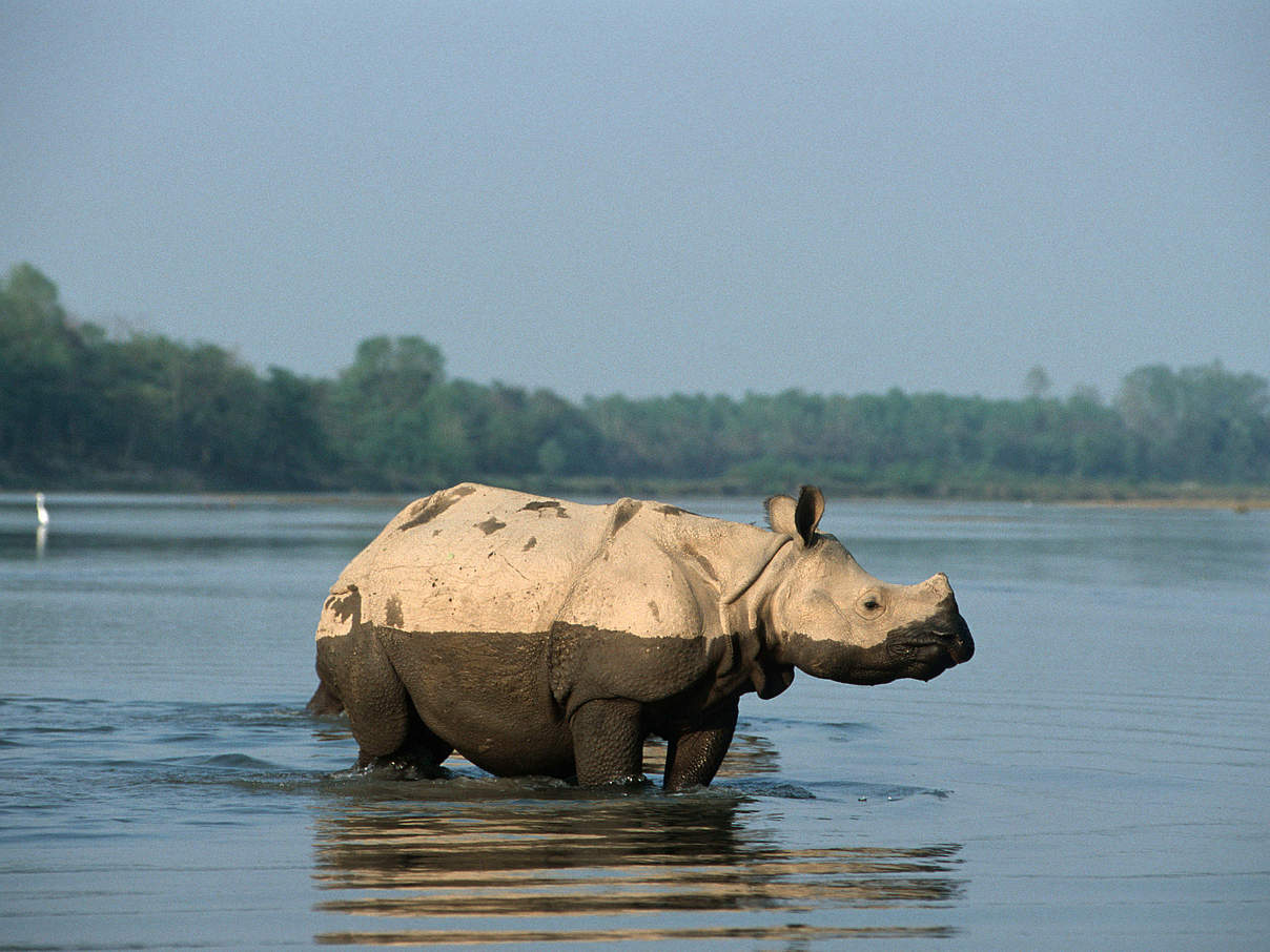 Panzernashorn im Chitwan Nationalpark, Nepal © Michel Gunther / WWF