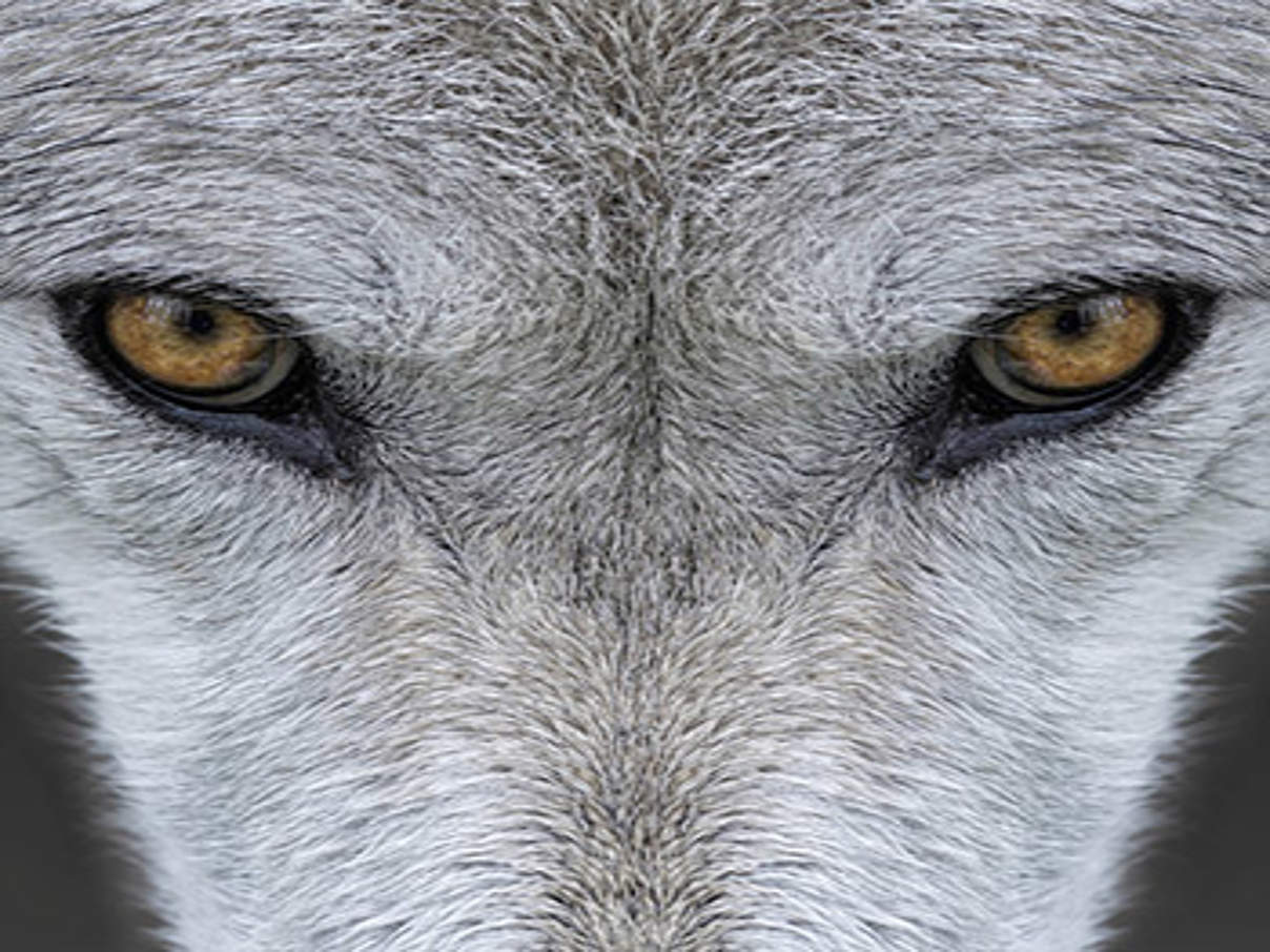 350 Wolfsaugen c iStock Getty Images