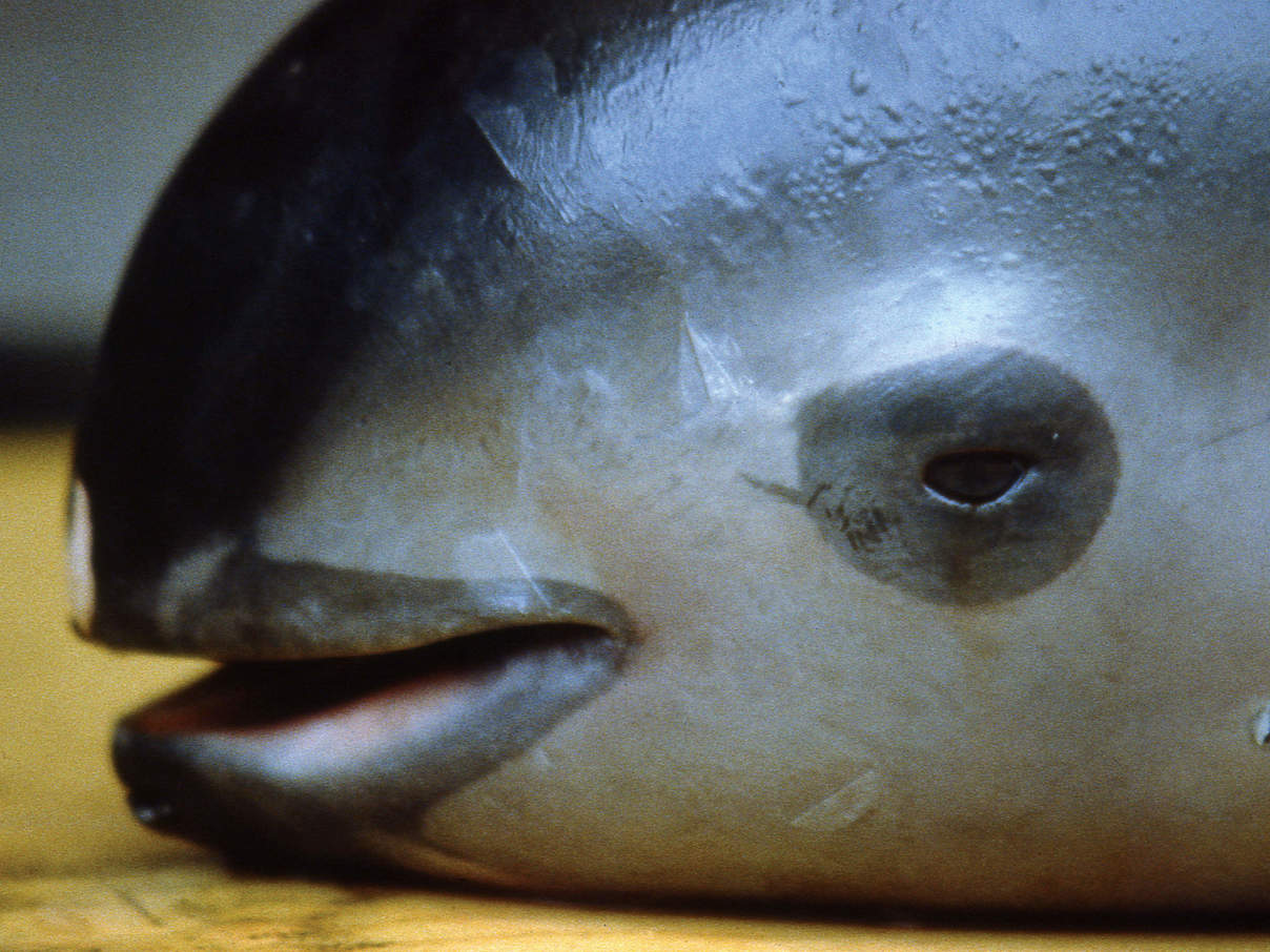 Vaquita-Kalb © Omar Vidal / WWF Vaquita-Kalb © Omar Vidal / WWF