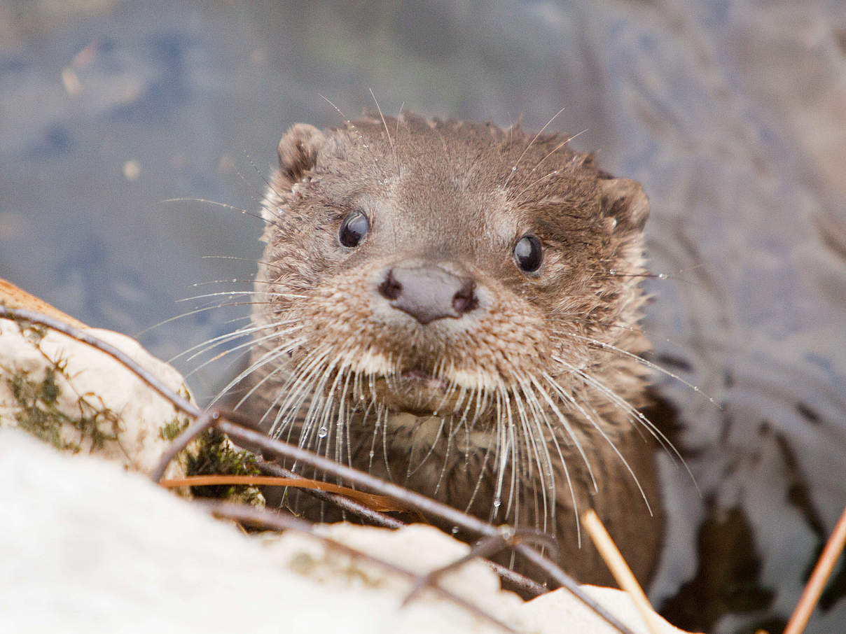 Europäischer Otter im See © Global Warming Images / WWF Europäischer Otter im See © Global Warming Images / WWF