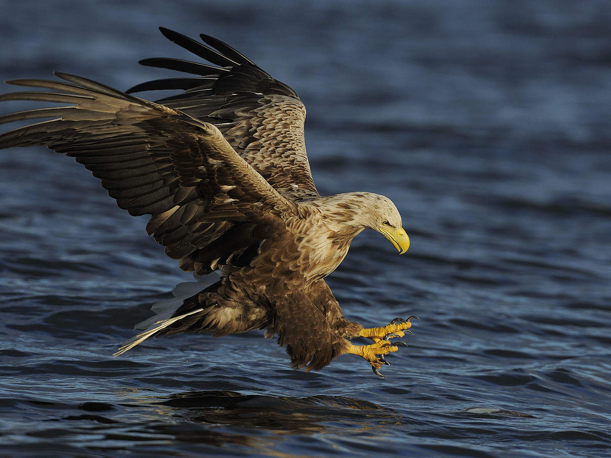 Seeadler © Wild Wonders of Europe / Widstrand / WWF