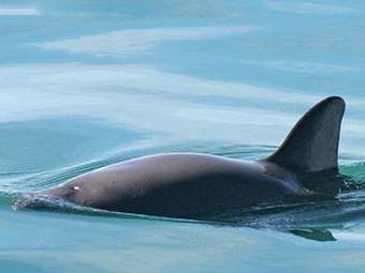 Rückenansicht eines auftauchenden Vaquitas © Paula Olson / NOAA / public domain Rückenansicht eines auftauchenden Vaquitas © Paula Olson / NOAA / public domain