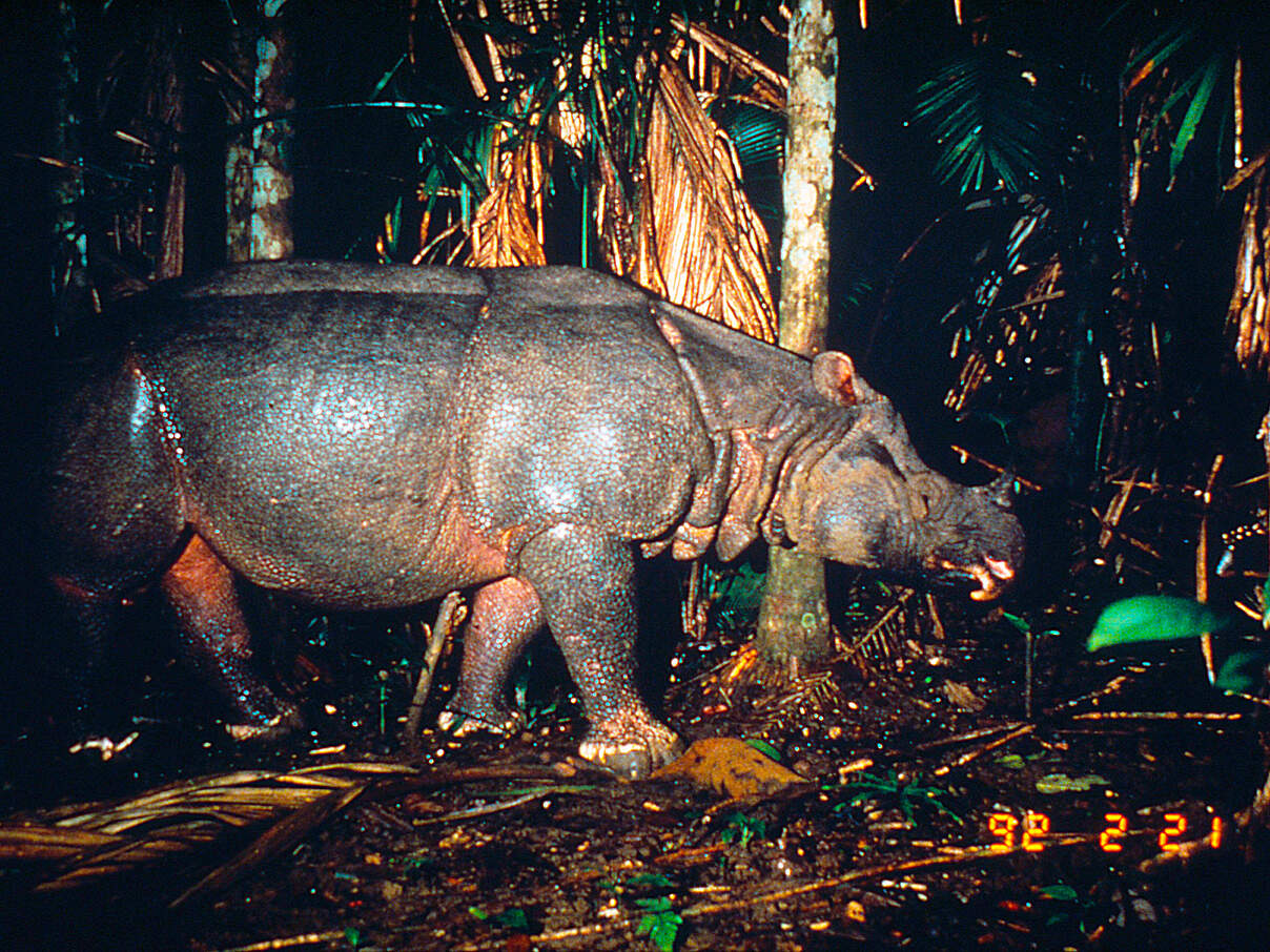 Kamerafallen-Aufnahme eines Java-Nashorns im Ujung Kulon National Park © Mike Griffiths / WWF Kamerafallen-Aufnahme eines Java-Nashorns im Ujung Kulon National Park © Mike Griffiths / WWF