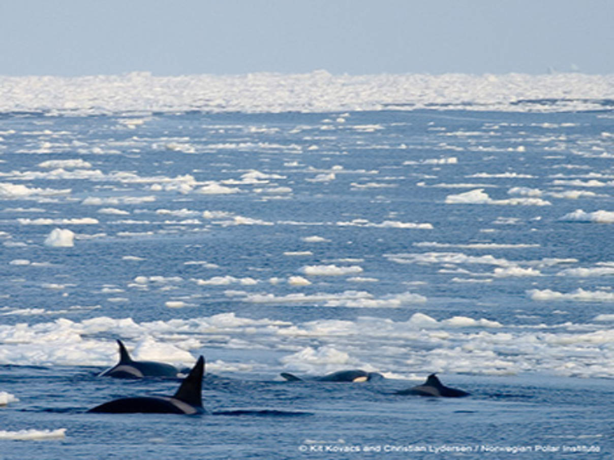 350 killer whale ice Killerwale © Kit Kovacs & Christian Lydersen / Norwegian Polar Institute