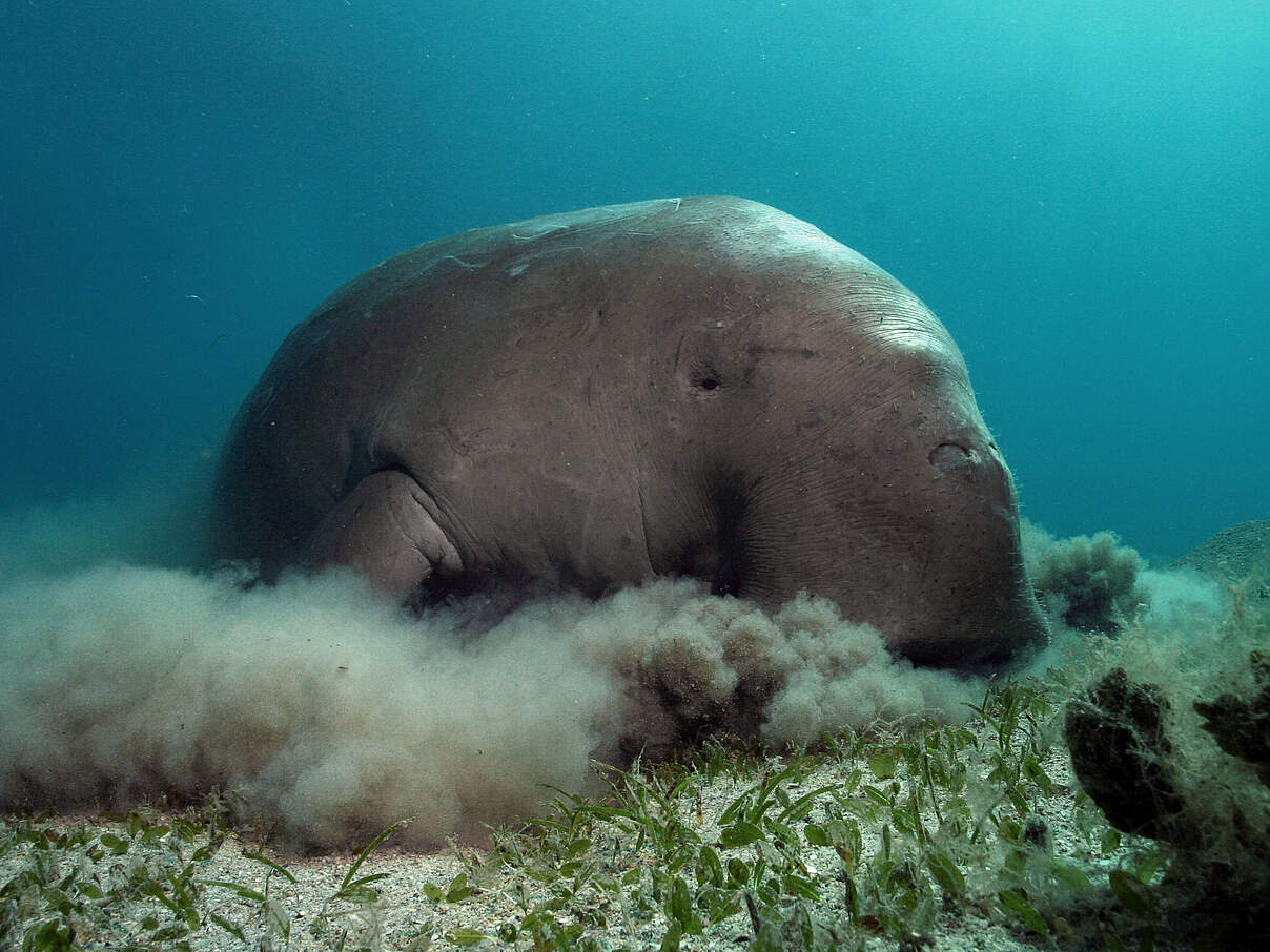 Dugong frisst Seegras © Philipp Kastinger / WWF
