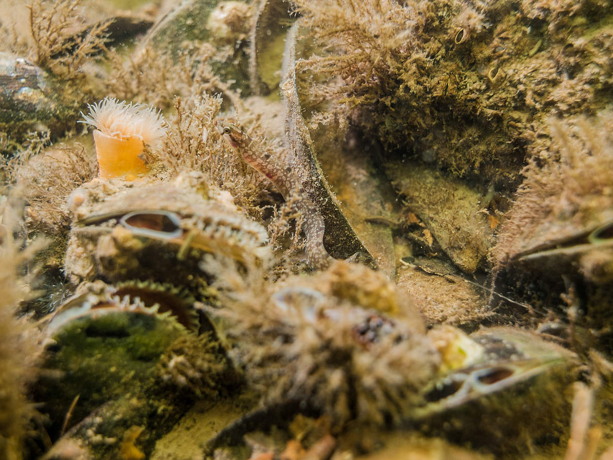 Butterfisch am Meeresgrund © Wolf Wichmann Butterfisch am Meeresgrund © Wolf Wichmann