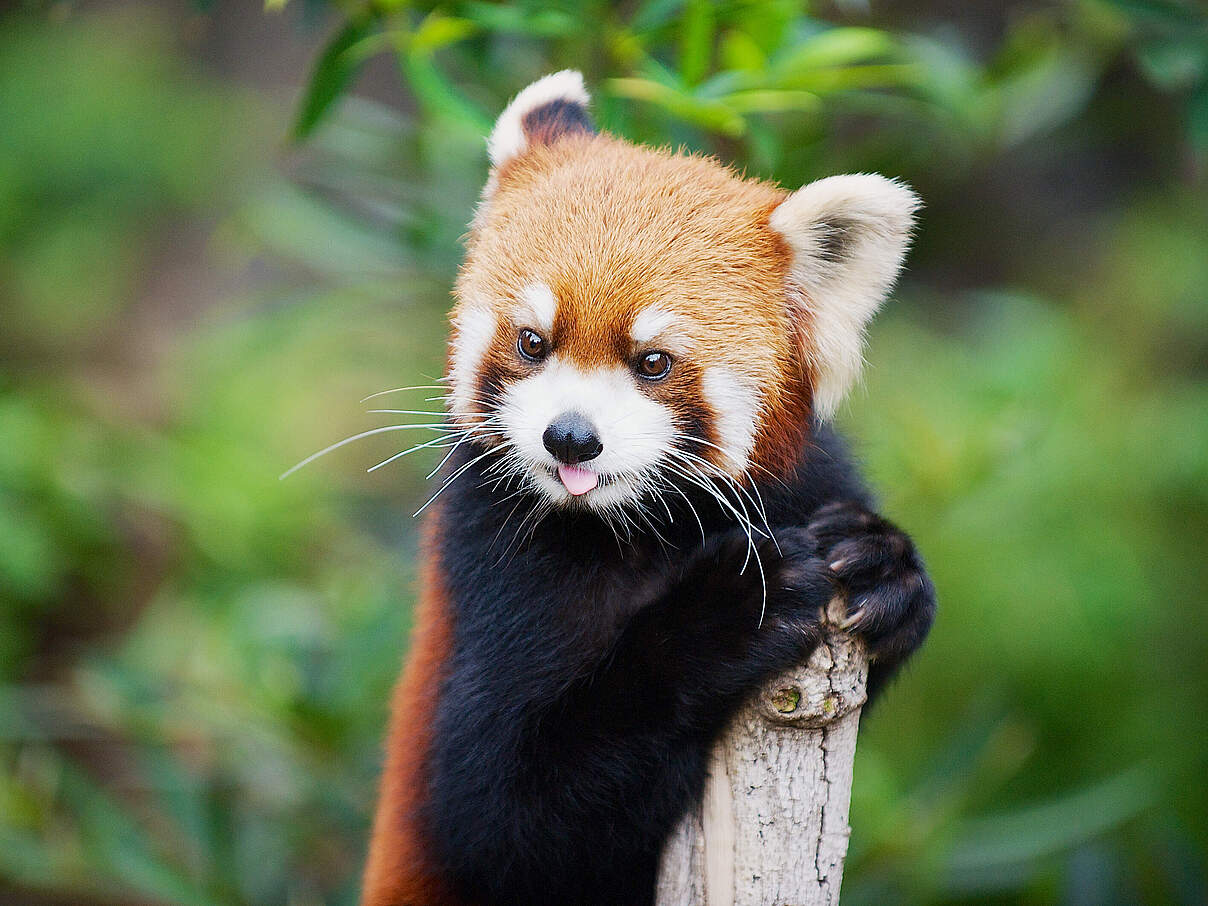 Der Rote Panda ist ein geschickter Kletterer © Dmitry_Chulov / iStock / Getty Images Plus